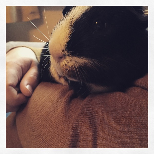 Super Furry Animal Photos - you know you want to...