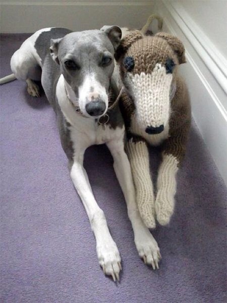 Do dogs prefer to be the only dog or prefer to have a dog pal in the house?