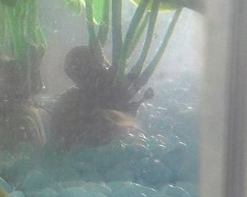 We have a surprise fish!