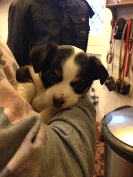 I'm about to own a puppy. What do I need to know?