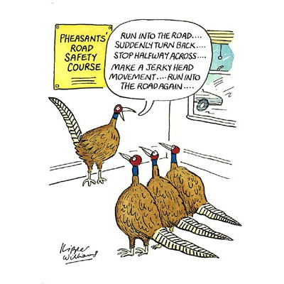 I've just ran over a pheasant :(