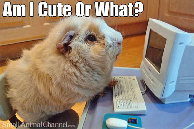 I am everything you hate about people on the internet. I am here to help.