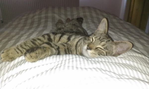 Nice moments with your cats