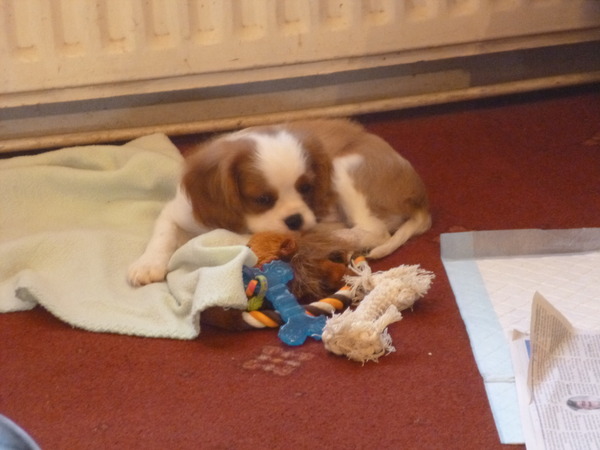 Cavalier king Charles health issues and working arrangement