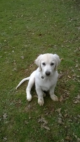 Thinking about a golden retriever.