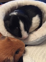 Super Furry Animal Photos - you know you want to...