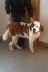 We have inherited a St Bernard dog, help!