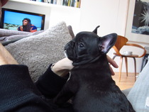 French Bulldog name suggestions anyone?