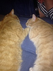 Don't let your clits get twitchy and do anything to avoid a boil in the bag fanny. BFP wholesale van rolling in to deliver to all the viroids - no superstition, JUST SHAGGING! (Part 39)