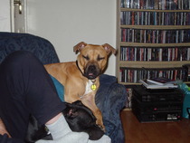 Other peoples dogs