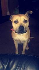 anyone own a American Staffordshire terrier