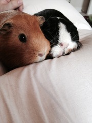 Super Furry Animal Photos - you know you want to...