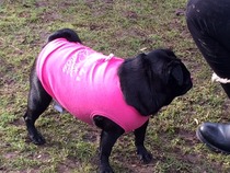 5:2 Thread number 49: Have you gained & lost the same 20 lb so often that your cellulite has déjà vu ? Or want to dump several stone of ballast (not just STBX) ? Whatever your goals, join us !