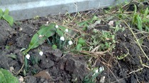 Help! Gardening 101 for this Idiot