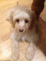 My 4 month pup is going to day-care tomorrow...