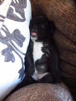 French Bulldog name suggestions anyone?