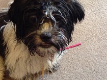 Who's been to the groomers?!