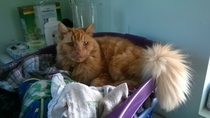 Technical help with litter trays requested please