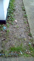 Help! Gardening 101 for this Idiot