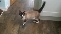 Technical help with litter trays requested please