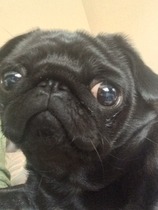 5:2 Thread number 49: Have you gained & lost the same 20 lb so often that your cellulite has déjà vu ? Or want to dump several stone of ballast (not just STBX) ? Whatever your goals, join us !