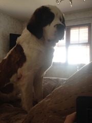 We have inherited a St Bernard dog, help!