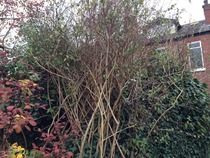 Weed killer novice needs help see pics.