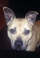 anyone own a American Staffordshire terrier