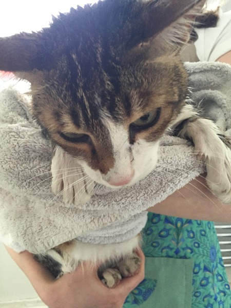 Has anyone ever successfully shampoo'd their cat?