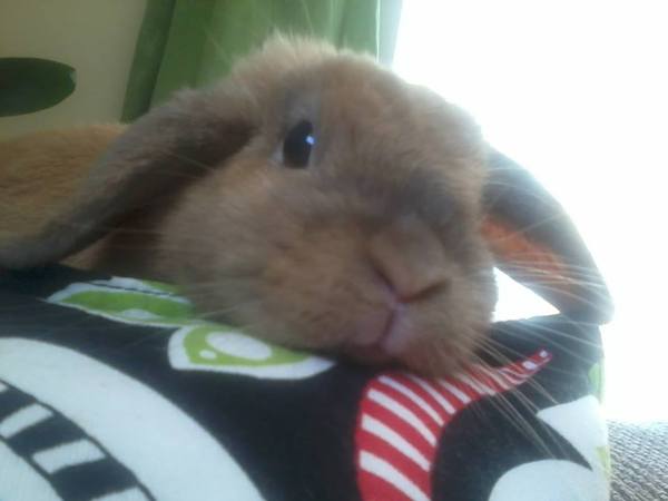 To think rabbits make shit pets?