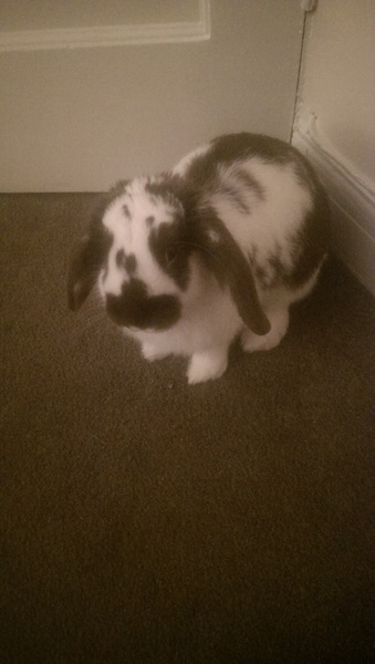 The Bumsnet/Angry Pubes Bus