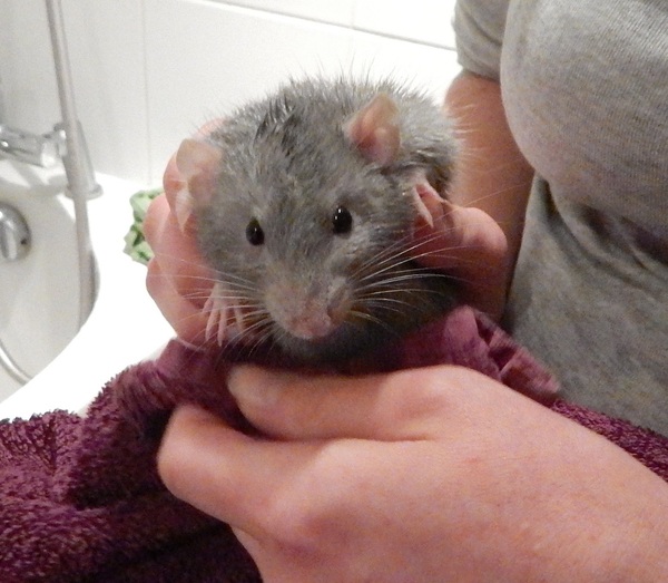 Small pet/s for a 5 year old?