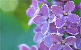 Wearing the lilac.