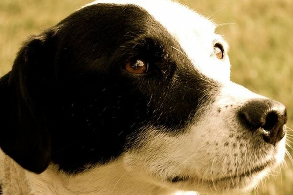 Appeal to help a very special support dog get treatment for possible tumour