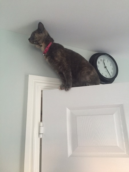 Where to put the kitty overnight?