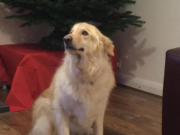 Your Dog's Worst Habit/Trait?