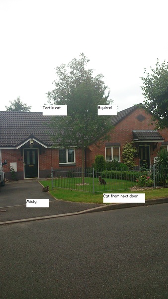 Do you think it's possible for a cat to kill a squirrel?