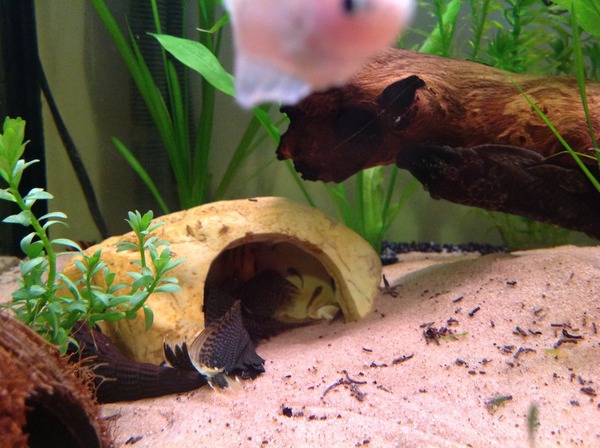 Stupidly excited about the amount of fry in the cave.