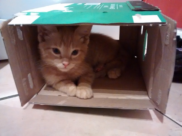 Cats and kitten