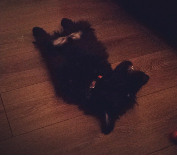 how does your dog sleep - feet in the air