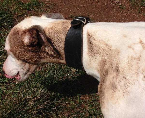 Your Dog's Worst Habit/Trait?