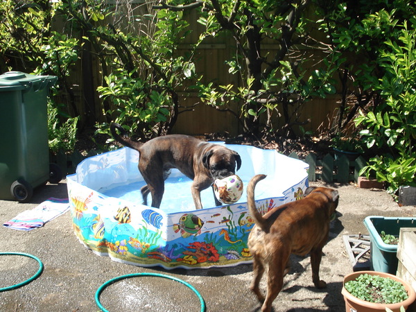 Dog care in summer