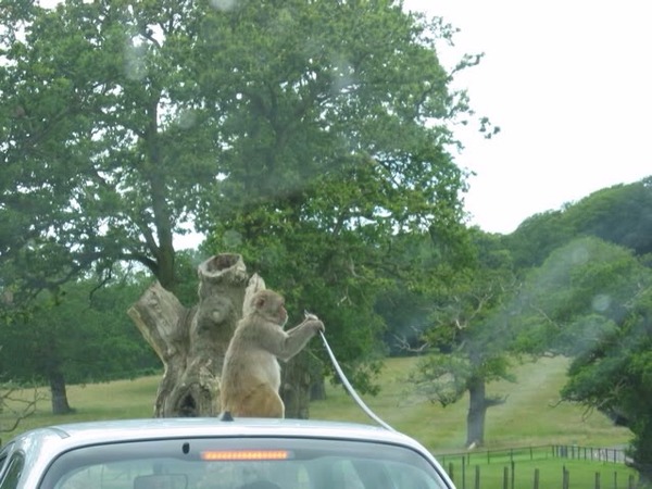 To ask if you've driven through a safari park...
