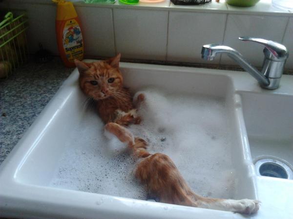 to think some people should not have pets?