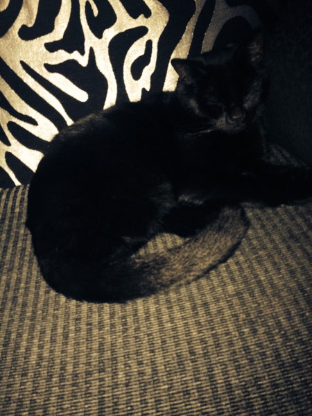 To be pissed off that someone has accused me of being cruel to my cat on a local FB page?