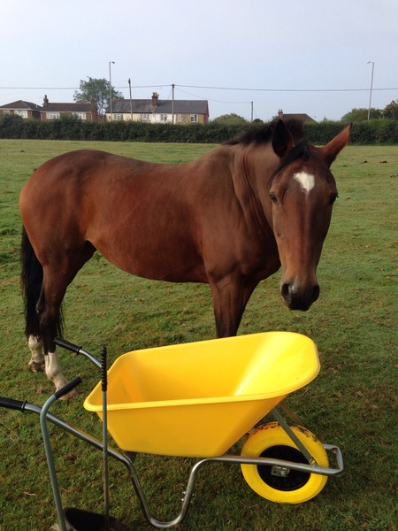 Someone give me a slap. Pfb horse syndrome?