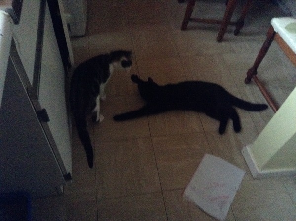 Neighbours kittens