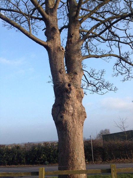 Can anyone identify a tree for me please?