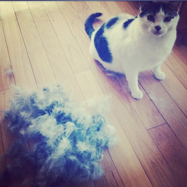 cat owners - the hair!