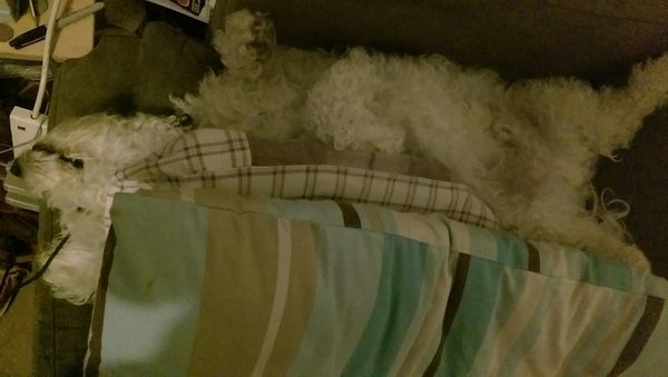 If you let your dog sleep on the bed, how and whereabouts does he/she sleep?
